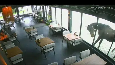 Samsun’da şaşkına çeviren anlar: Kendi aksini düşman sanınca ortalık savaş alanına döndü