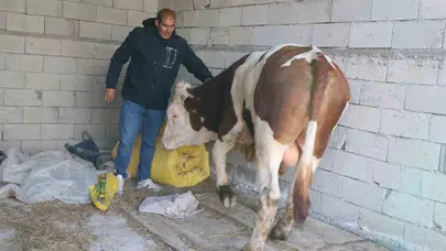 İzmir’den doğduğu topraklara döndü: Hayvancılıkta yeni bir dönemin kapısını araladı