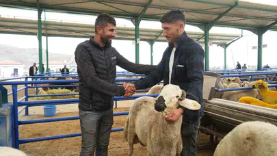 Niğde’de kurban mesaisi: Küçükbaş hayvana talep patlaması yaşanıyor