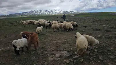 Adilcevaz’da yayla mesaisi başladı: Bereketli meralar hayvanları bekliyor