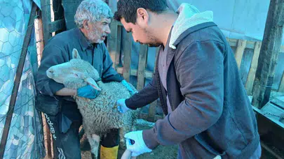 Emet’te çiftçinin yüzü gülüyor: Hayvanlar için dev koruma kalkanı