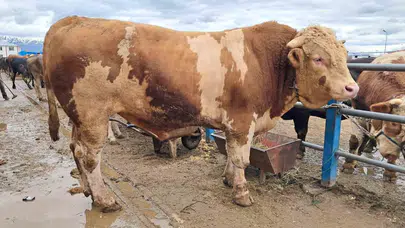Pazarın gözdesi 1 ton 200 kiloluk dev: Çakır için istenen rakam dudak uçuklattı