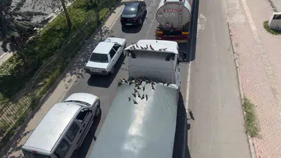 Trafik ışıklarını yemek zili yaptılar: Şanlıurfa’da kumruların zekası şaşkına çevirdi