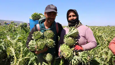 Tarlanın elması Aydın’da yüz güldürüyor: 12 ay süren zahmetli mesai sofralara lezzet taşıyor