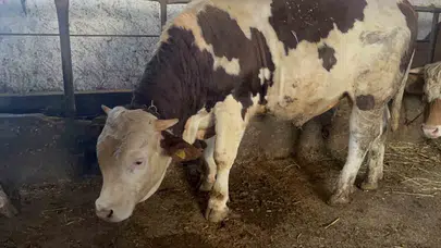 Kars’ın dev cüsseli maskotu: 600 kiloluk Varto alıcısını bekliyor