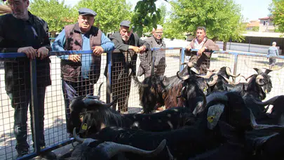 Muğla’da kurban telaşı: Vatandaş bütçesini korumak için ortaklığa yöneldi