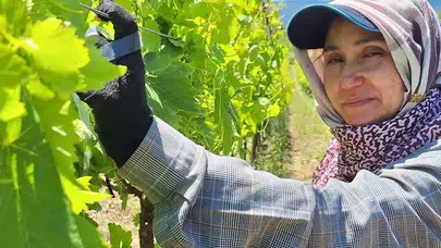 Sarıgöl’de bağlar bayram sonrası şenlendi: Kaliteli rekolte için hummalı çalışma