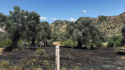 Nazilli’de korkutan dumanlar: Bir sigara izmariti az kalsın zeytinliği kül ediyordu