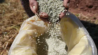 Denizli’nin tescilli lezzetine dev destek: Çiftçinin yüzü güldü