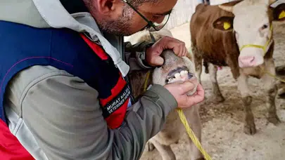 Kurbanlık alışverişinde son düzlük: Ekipler sahada kuş uçurtmuyor