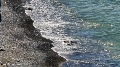 Zonguldak'ta korkutan ihbar: Denizdeki karartı ekipleri alarma geçirdi
