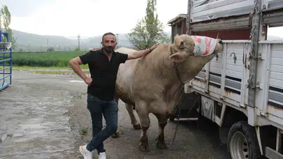 Genco’nun ağırlığı dudak uçuklattı: 650 bin liralık dev pazarın gözdesi oldu