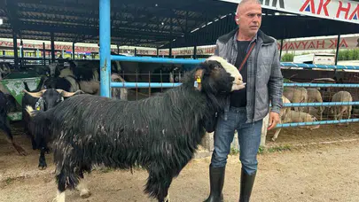 Pazarın gözdesi 120 kiloluk dev: Kurbanlık keçiye servet ödendi