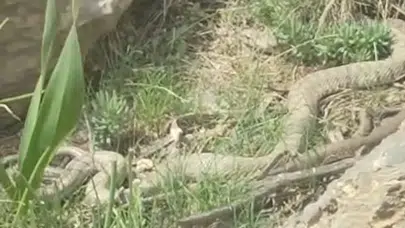 Hakkari’de doğa yürüyüşü kabusa dönmedi: İki metrelik dev engerek objektiflere takıldı