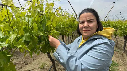 İlaçsız tarım olur mu diyenlere inat: Manisalı çiftçiden pestisitsiz zafer