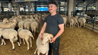 Bursa kurban pazarının yıldızı oldu: Üçüncü boynuzuyla görenleri hayrete düşürüyor