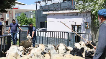 Diyarbakır’da kurban bereketi: Besiciler rotayı batı illerine çevirdi