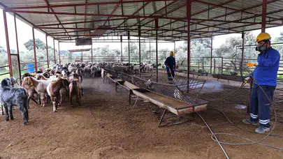 Antalya’da sinek mesaisi: Üreticinin yüzünü güldürecek önlem