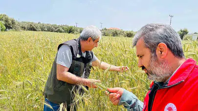 Menteşe'de çiftçinin gözü kulağı tarlada: Ekipler süne nöbetinde