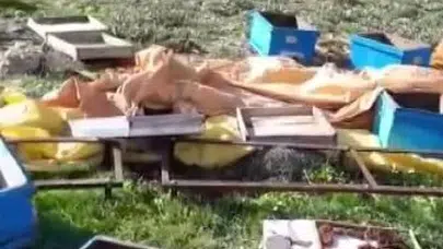 Sivas’ta arıcıların korkulu rüyası: Kovanları talan eden ayı kameraya yakalandı