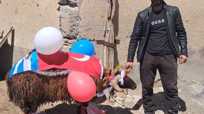 Dadaşların düğün geleneği şampiyonluk coşkusuyla birleşti: Gelin koçu bu kez mavi-beyaz süslendi