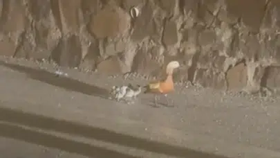 Çankırı'da sel felaketi: Minik canlar zabıtanın şefkatli ellerine emanet