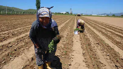 Çine ovasında hummalı çalışma: Biber fideleri bereket umuduyla toprakla buluştu