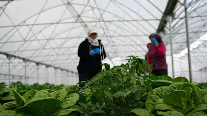 Erzincan’da yeşil bereket: Seralarda marul hasadı yüzleri güldürdü