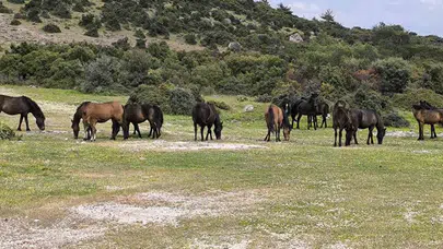 Tarlalar talan ediliyor: Ayvacık’ta yılkı atları krizi büyüyor
