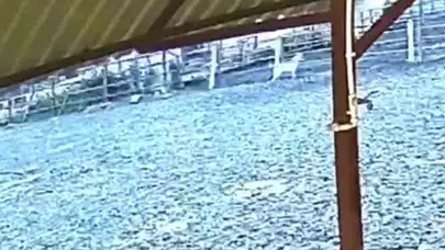Korku dolu anlar kamerada: Ağıla dadanan kurt besiciyi isyan ettirdi