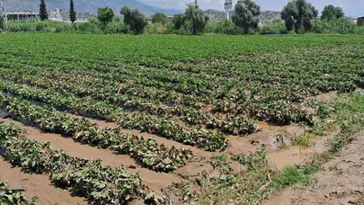 Köşk’te sular çekildi, çiftçinin gözü şimdi hasar tespitinde: TARSİM uyarısı geldi