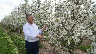 Elmada "depo" krizi: Üretici 25 liraya satıyor, markette fiyat 10 katına çıkıyor