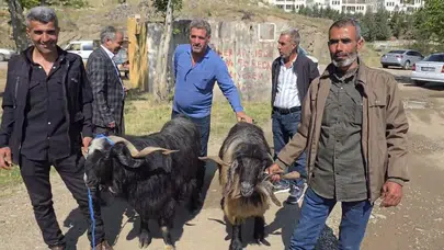 Kurban telaşı Çermik’te zirve yaptı: Bütçeye göre kurbanlık dönemi