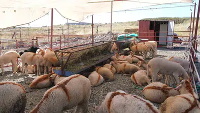 Ayvalık’ta bayram hazırlığı: Modern kurban pazarı kapılarını açtı