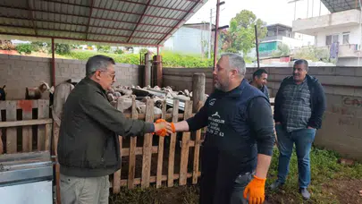 Kurban pazarlarında erken hareketlilik: Bütçeye göre kurbanlık seçimi başladı