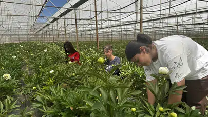 Elmalı'nın altın çiçeği: Tanesi 150 liradan kapış kapış gidiyor, 81 ile bereket taşıyor