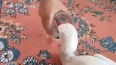 Kızılırmak kıyısında vicdan nöbeti: Avcıların hedefi olan leyleği hayata döndürdü