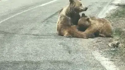 Doğanın kalbinde şefkat dolu anlar: Munzur’da objektiflere yansıyan o kare