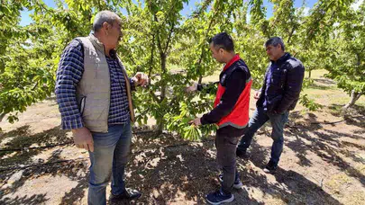 Afyonkarahisar’da kiraz mesaisi: Bahçeler adım adım izleniyor