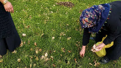 Ağrı'nın bereketli topraklarında bahar mesaisi: Doğadan sofraya uzanan şifa yolculuğu