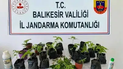 Erdek’te bahçesini uyuşturucu tarlasına çevirdi: Jandarma baskınında suçüstü yakalandı