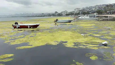 Samsun'da deniz marulu kabusu bitiyor: Kurupelit Marina için dev temizlik operasyonu başlıyor