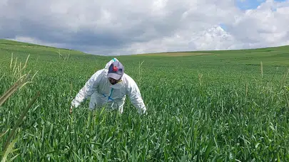 Hasat dönemi öncesi seferberlik: Yozgat’ta buğdayı korumak için dev operasyon