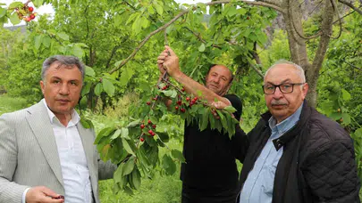 Parayla satılmıyor, dostlukla ikram ediliyor: Erzurum'un "misafir kirazı" geleneği