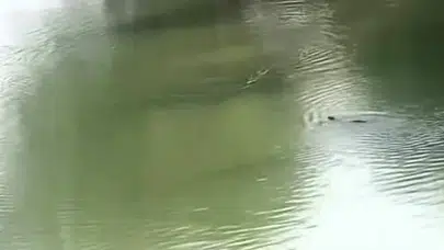 Dicle Nehri’nin gizemli misafirleri: Tarihi köprüde nadir anlar