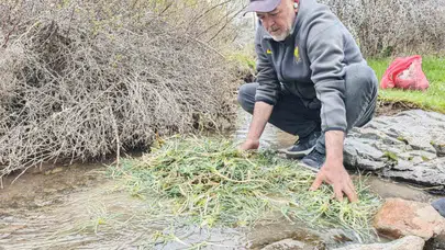 Doğanın şifalı hediyesi sofraların yıldızı oldu: Gramı altınla yarışıyor