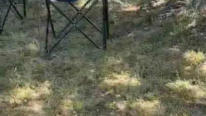 İznik’te korkutan misafir: Apartman bahçesinde ortaya çıktı