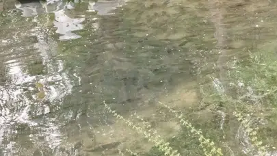 7 yıl sonra gelen tahliye: Fırat Nehri'nde şaşırtan balık yoğunluğu