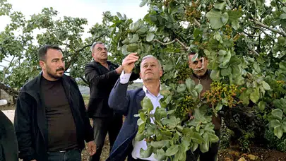 Fıstık üreticisinin gözü kulağı sahada: Hasan Altun hasar tespiti için seferber oldu