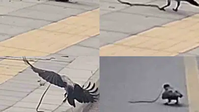 Gökyüzünün zeki avcısı iş başında: Yılanı böyle etkisiz hale getirdi